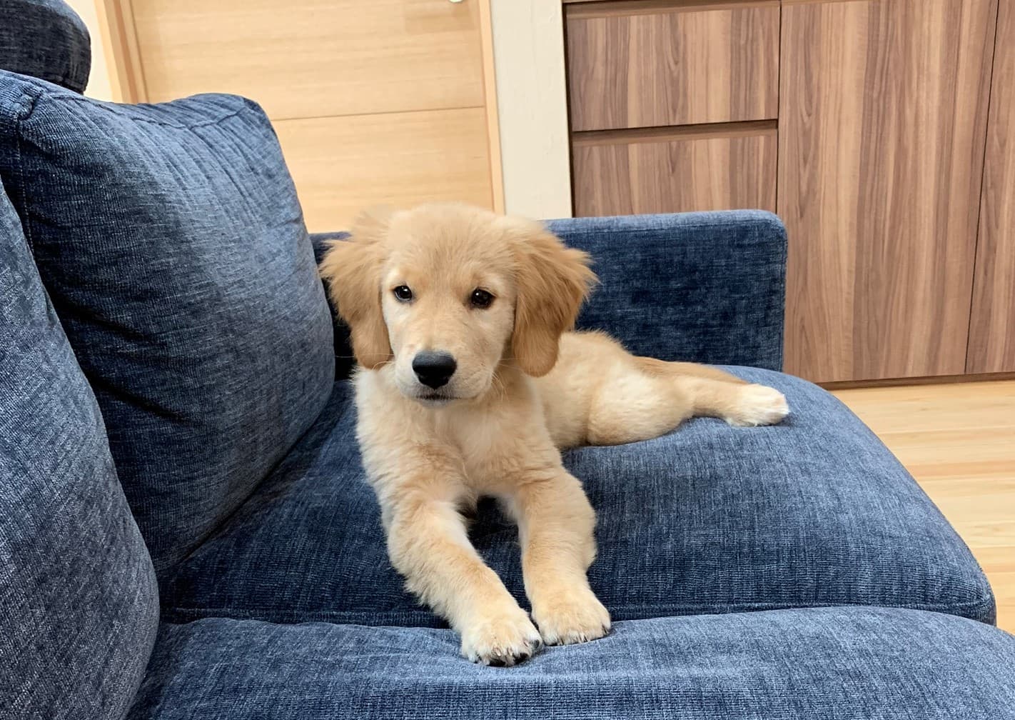 IKEA ゴールデンレトリバー: あなたの家族に最適な家具選び 15 golden door203